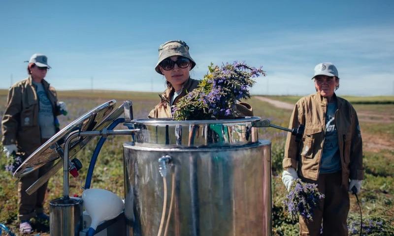 What's the buzz around Siberian ginseng?