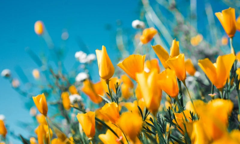 Essential summer face care