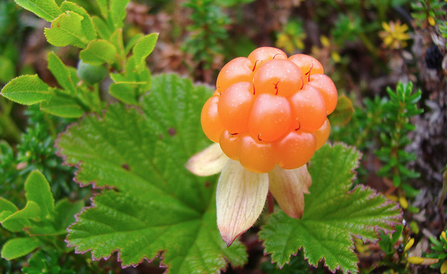 Arctic Cloudberry