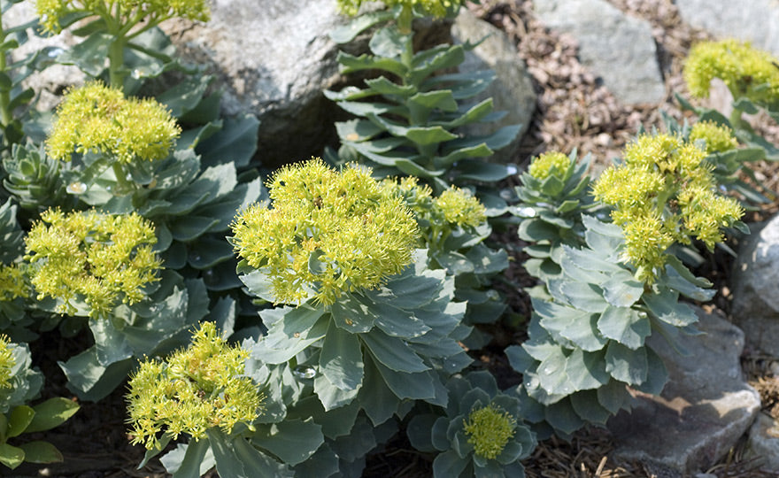 Rhodiola rosea