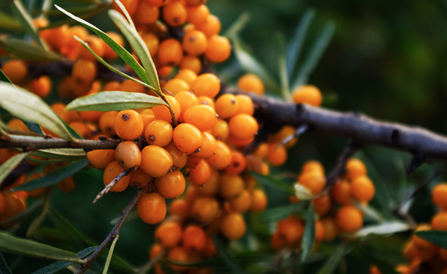 Altai sea buckthorn (Hippophae Rhaimnoides)