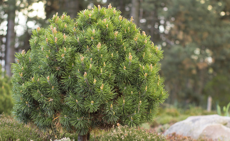Siberian Pine