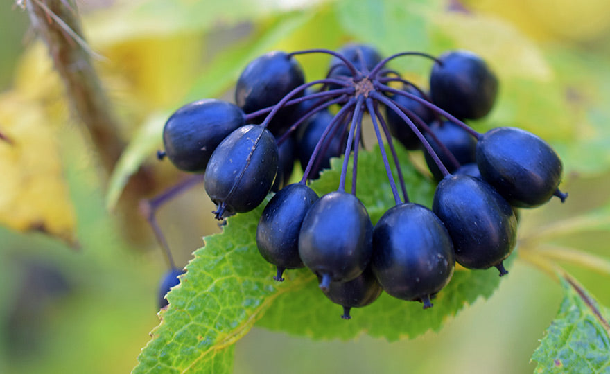 Siberian ginseng (Panax Ginseng Sibirian)