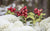 Snow Cladonia
